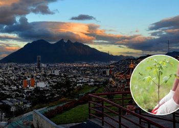 adopta-un-árbol-MTY-programa-verde