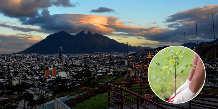 Adopta-un-árbol-mty-programa-verde - Hola Mty