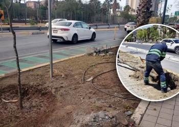 brigada-de-refoestación-Monterrey