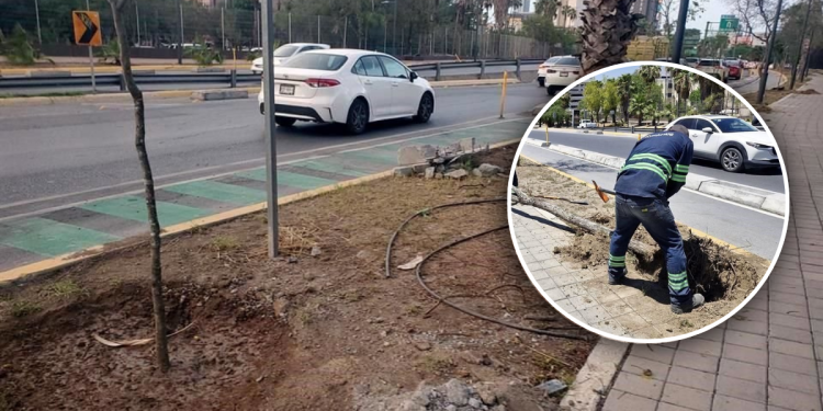 Planta Municipio De Monterrey 45 Árboles En Corredor Aramberri -adelante Monterrey - Hola Mty Brigada-de-refoestación-monterrey - Hola Mty