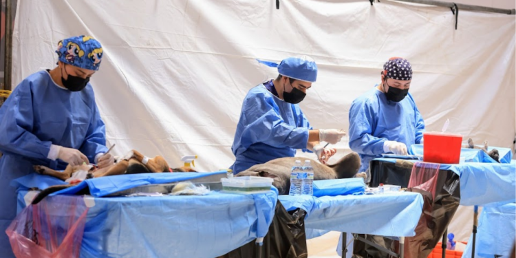 Brigada - Hola Mty Brigada Esterilización Monterrey - Hola Mty