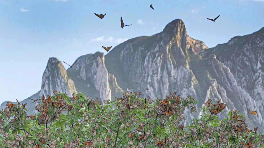 Festival De La Mariposa Monarca - Hola Mty Festival De La Mariposa Monarca, Reserva Natural Chipinque, Monterrey, Naturaleza, Talleres