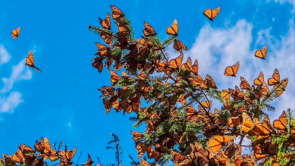 Festival De La Mariposa Monarca - Hola Mty Festival De La Mariposa Monarca, Reserva Natural Chipinque, Monterrey, Naturaleza, Talleres