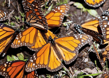 Festival de la Mariposa Monarca, Reserva Natural Chipinque, Monterrey, naturaleza, talleres