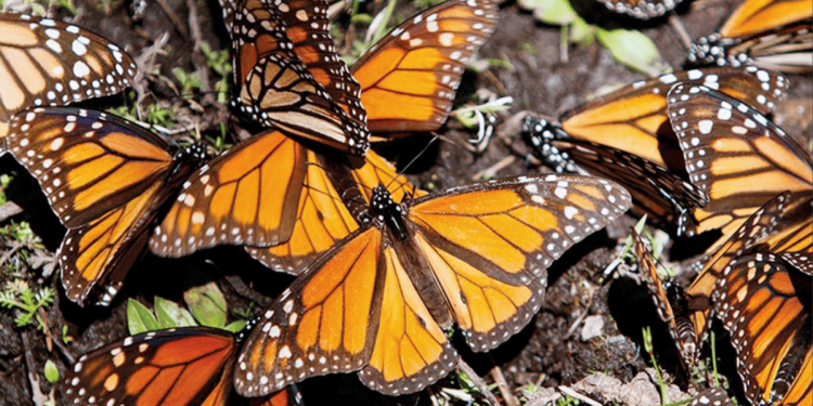 Festival De La Mariposa Monarca - Hola Mty Festival De La Mariposa Monarca, Reserva Natural Chipinque, Monterrey, Naturaleza, Talleres - Hola Mty