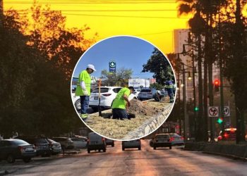 Arborización-de-2-kilómetros-en-calzada-madero-con-188-árboles-nativos - Hola Mty