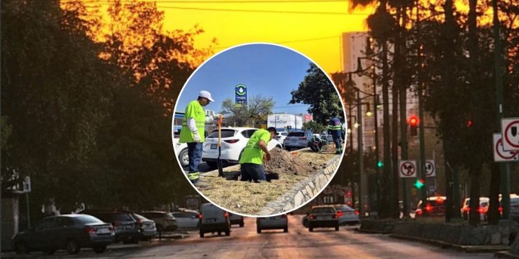 Hola Mty Arborizarán 2 Kilómetros De La Calzada Madero - Hola Mty Arborización-de-2-kilómetros-en-calzada-madero-con-188-árboles-nativos - Hola Mty