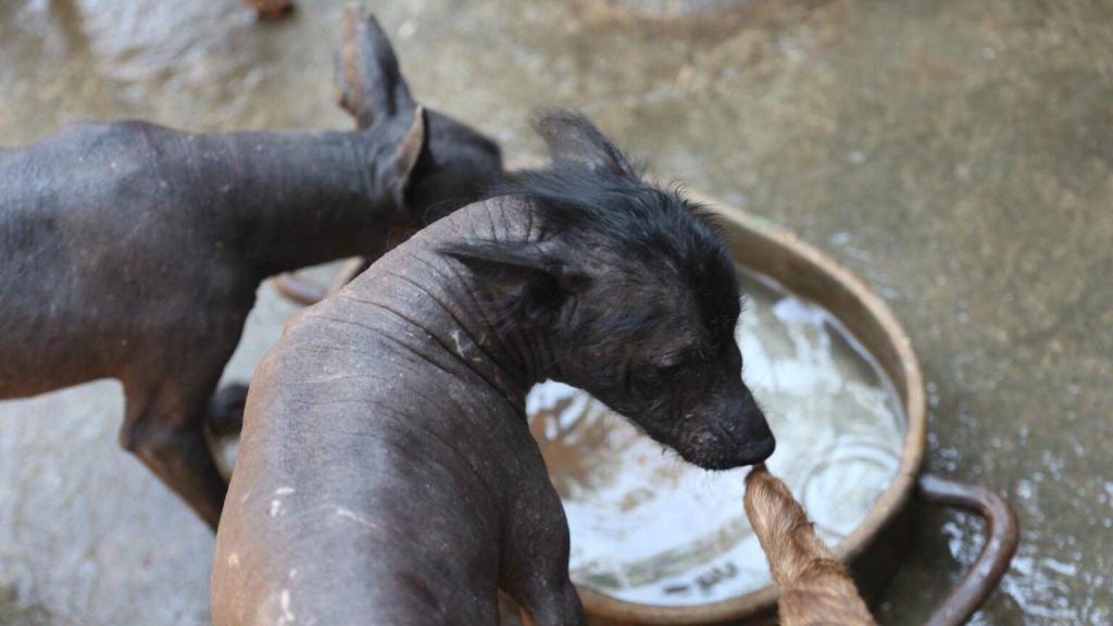Two Hairless Dogs by a Round Tub of Water; One Dog Sniffs a Hanging Toy Near the Edge of the Basin. - Hola Mty